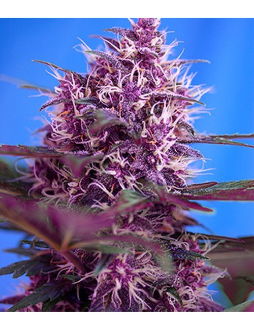 Semillas Bloody Skunk Auto de Sweet Seeds 2