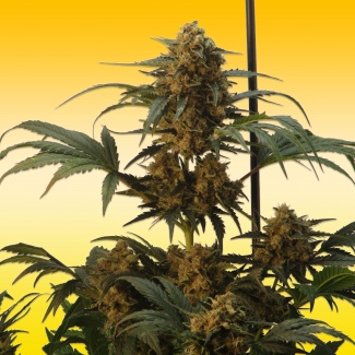 Comprar Semillas marihuana cannabis granel RB Cheese (50u) para cultivos de marihuana cannabis. Tienda Growshop Online República Botánica
