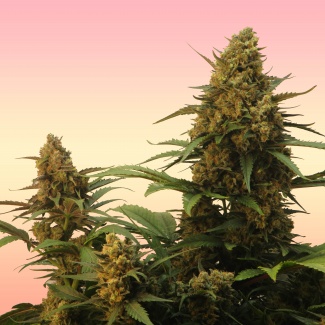 Comprar Semillas marihuana cannabis granel RB Critical + (50u) para cultivos de marihuana cannabis. Tienda Growshop Online República Botánica
