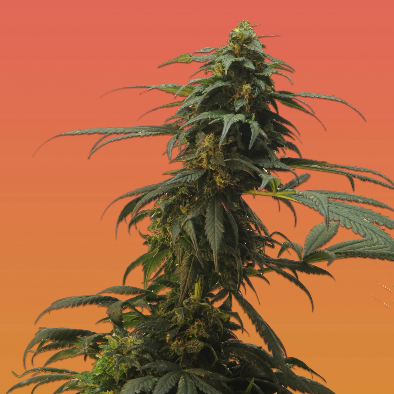 Comprar Semillas marihuana cannabis granel RB Nicole Kush (50u) para cultivos de marihuana cannabis. Tienda Growshop Online República Botánica