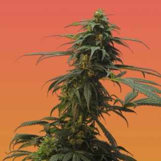 Comprar Semillas marihuana cannabis granel RB Nicole Kush (50u) para cultivos de marihuana cannabis. Tienda Growshop Online República Botánica