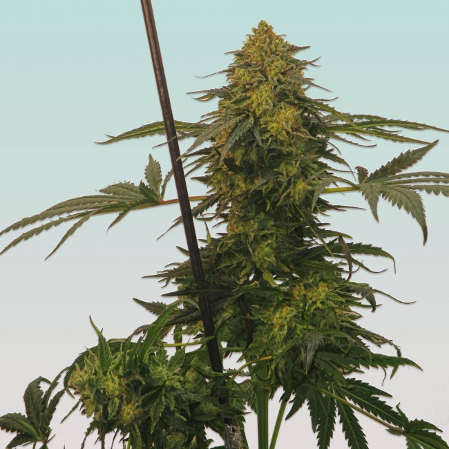 ᐅ Comprar Semillas marihuana cannabis granel RB Amnesia (50u) para cultivos  de marihuana cannabis. Tienda Growshop Online República Botánica