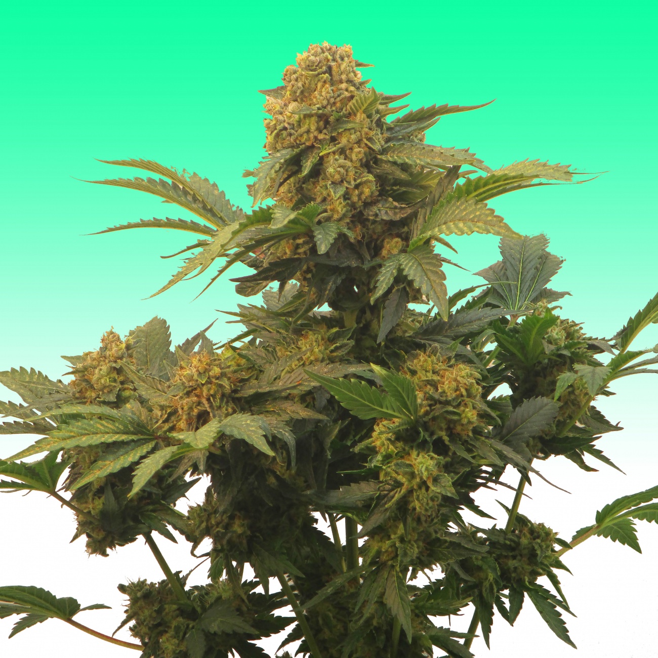 Comprar Semillas marihuana cannabis granel RB Super Skunk (50u) para cultivos de marihuana cannabis. Tienda Growshop Online República Botánica