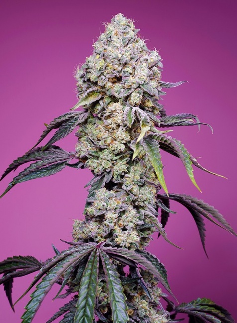 Semillas Sweet Mandarine Zkittlez F1 Fast Version ® de Sweet Seeds 2