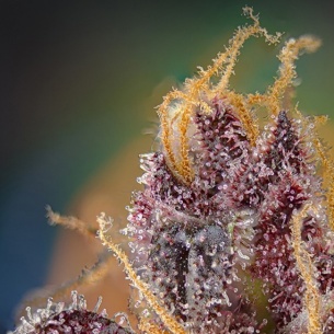SemillasBlack Muffin F1 Fast Version - Sweet Seeds 2