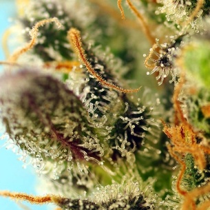 Semillas Sweet Zenzation ® de Sweet Seeds 2