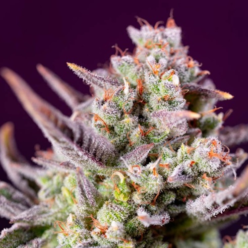 Semillas Sweet Zenzation ® de Sweet Seeds