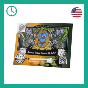 Semillas Mimosa Bruce Banner XL Auto ® de Sweet Seeds