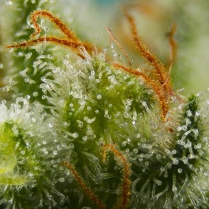 Semillas Big Devil XL Auto de Sweet Seeds 2