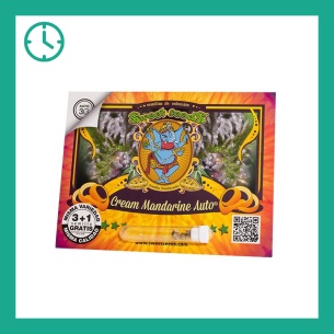 Semillas Cream Mandarine Auto de Sweet Seeds