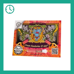 Semillas Cream Mandarine XL de Sweet Seeds