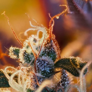 Semillas Cream Mandarine XL de Sweet Seeds 2