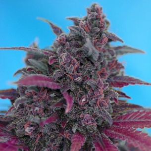 Semillas Dark Devil Auto de Sweet Seeds 2