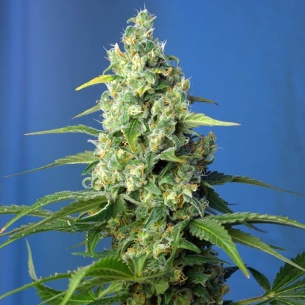 Semillas Honey Peach Auto CBD de Sweet Seeds 2