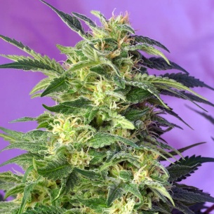 Semillas Killer Kush Auto de Sweet Seeds 2