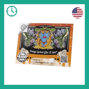 Semillas Orange Apricot Glue XL Auto ® de Sweet Seeds