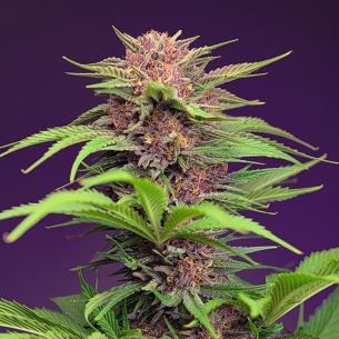Semillas Red Mimosa XL Auto ® de Sweet Seeds 2