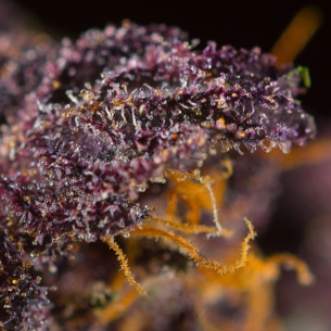 Semillas Red Poison Auto de Sweet Seeds 2