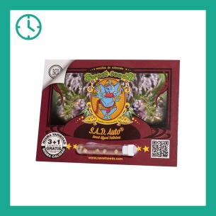 Semillas S.A.D Sweet Afgani Delicious Auto de Sweet Seeds