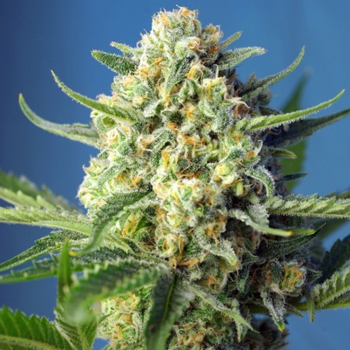 Semillas S.A.D Sweet Afgani Delicious Auto de Sweet Seeds