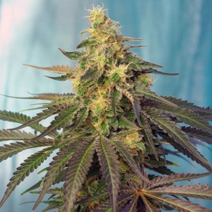 Semillas de Cream Caramel CBD de Sweet Seeds 2
