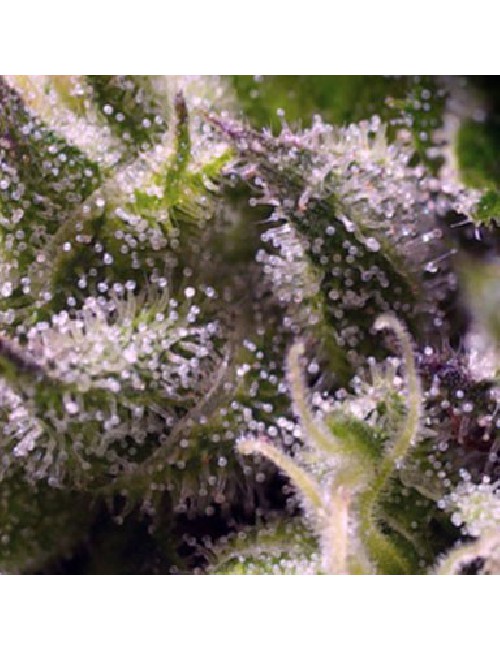 Semillas Cream Caramel Auto de Sweet Seeds 2