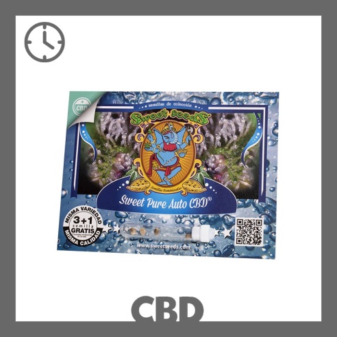 Semillas Sweet Pure Auto CBD de Sweet Seeds