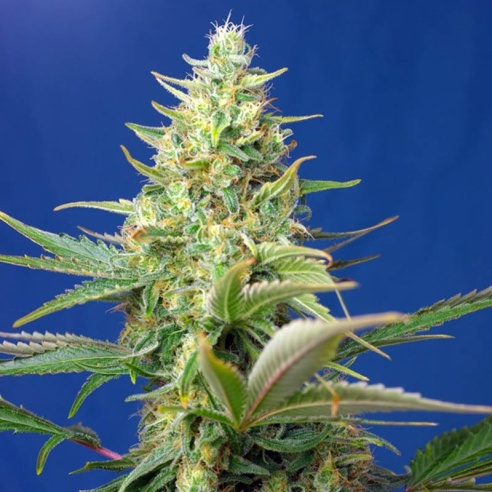 Semillas Sweet Pure Auto CBD de Sweet Seeds