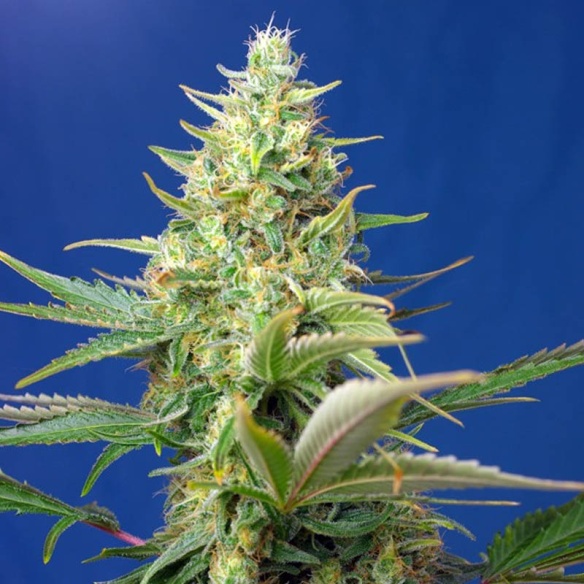 Semillas Sweet Pure Auto CBD de Sweet Seeds