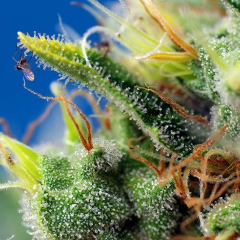 Semillas Sweet Pure Auto CBD de Sweet Seeds