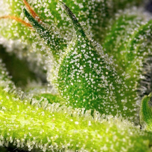 Semillas Sweet Pure Auto CBD de Sweet Seeds