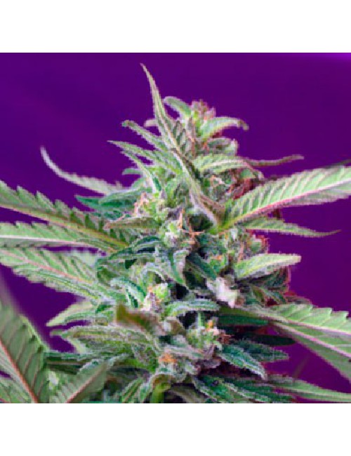 Semillas S.A.D Sweet Afgani Delicious Auto de Sweet Seeds 2