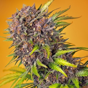 Semillas Diablo Rojo XL Auto ® de Sweet Seeds 2