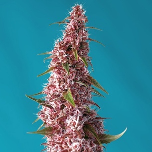 Semillas Red Pure Auto CBD de Sweet Seeds 2