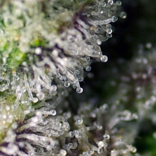 Semillas Green Poison XL Auto 2