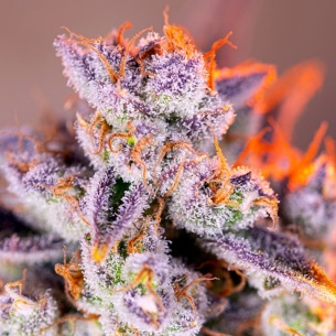 Semillas Tropicanna Poison XL Auto de Sweet Seeds 2