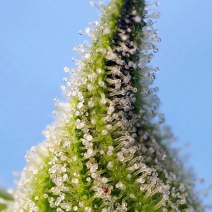 Semillas Bruce Banner Auto de Sweet Seeds 2