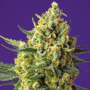 Semillas Crystal Candy XL Auto de Sweet Seeds 2