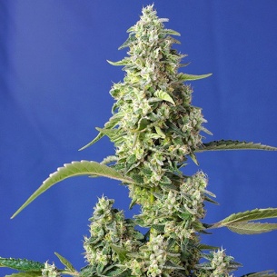 Semillas Gorilla Girl XL Auto 2