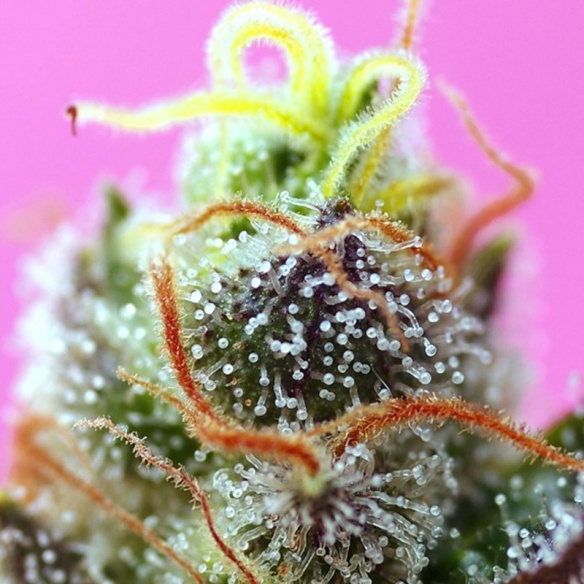 Semillas Red Mimosa XL Auto ® de Sweet Seeds en Republica Botanica