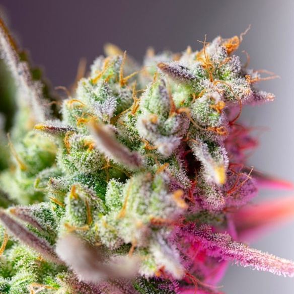 Semillas Red Mimosa XL Auto ® de Sweet Seeds en Republica Botanica