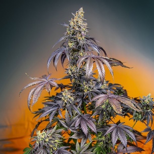 Semillas Red Gorilla Girl XL Auto 2