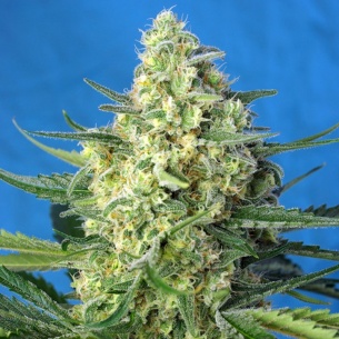 Semillas Jack 47 XL Auto de Sweet Seeds 2