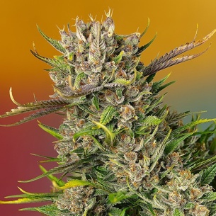 Semillas Papaya Zoap Auto de Sweet Seeds 2