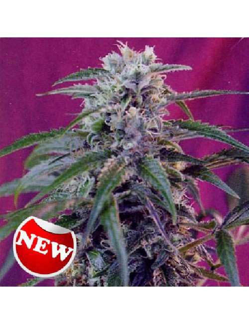Semillas Green Poison Auto de Sweet Seeds 2