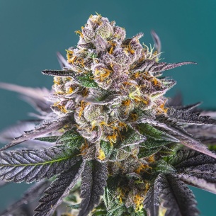 Semillas Red Strawberry Banana Auto ® de Sweet Seeds 2