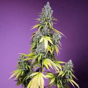 Semillas Jet Fuel Mandarine XL Auto de Sweet Seeds 2