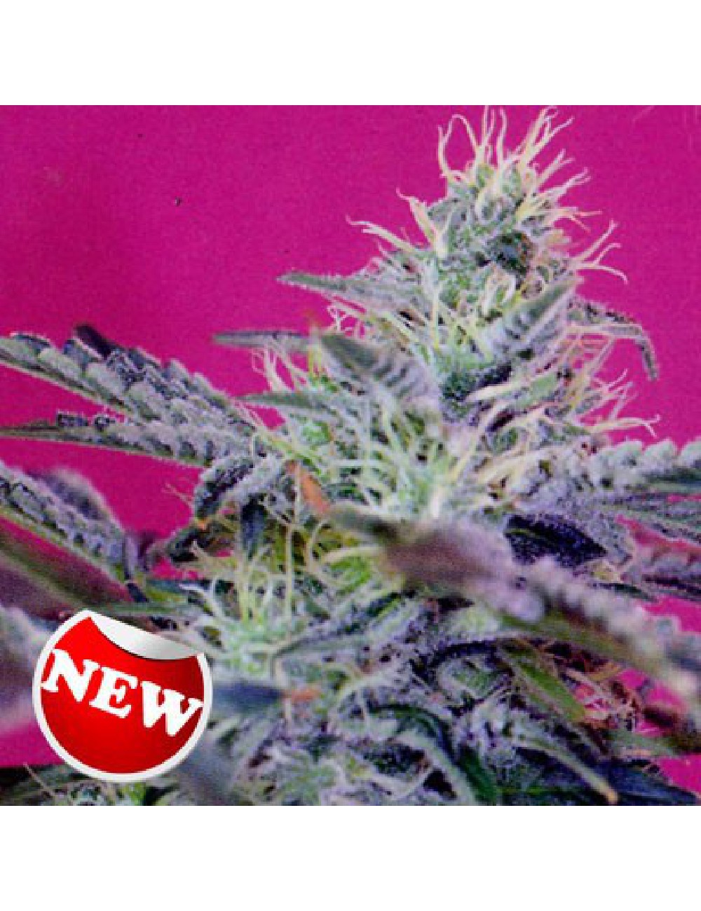 Semillas de Sweet Cheese Auto de Sweet Seeds