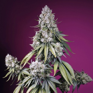 Semillas Jealousy Z XL Auto de Sweet Seeds 2