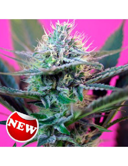 Semillas +Speed Auto de Sweet Seeds 2